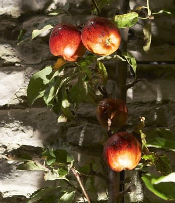 Walled Garden, Wiltshire